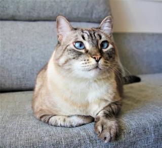 Chat-qui-urine-partout-odeur Chat qui urine partout odeur