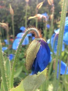 Culture-Pavot-bleu-de-lhimalaya-Meconopsis-betonicifolia Culture - Pavot bleu de l'himalaya - Meconopsis betonicifolia