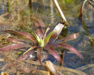 Culture-aloes-deau-Stratiotes-aloides Culture aloes d'eau - Stratiotes aloides