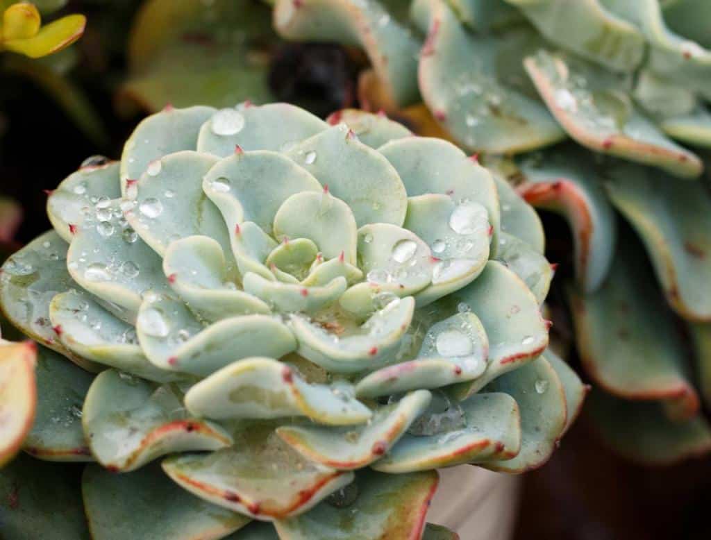 Echeveria-elegans
