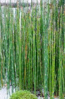 Equisetum-hyemale-plante-culture Equisetum hyemale plante culture