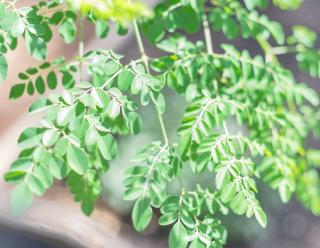 Feuilles-de-moringa Feuilles de moringa