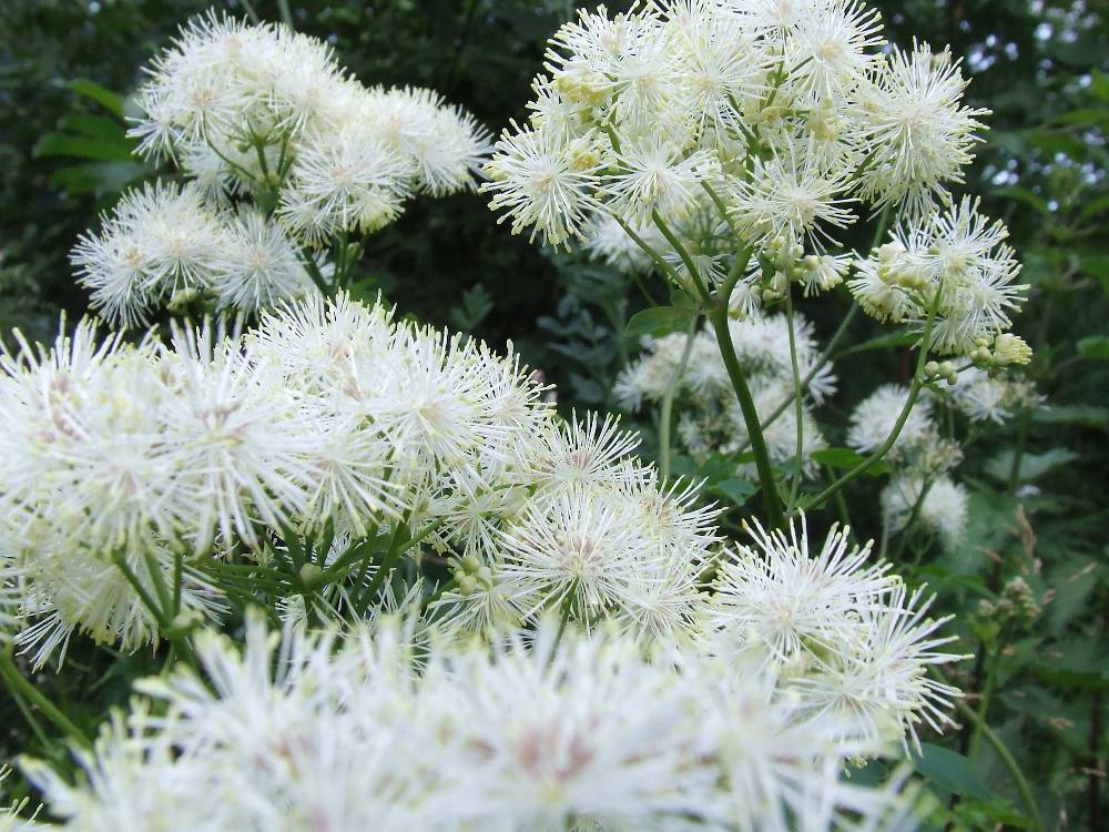 Filipendula ulmaria - Reine des Près