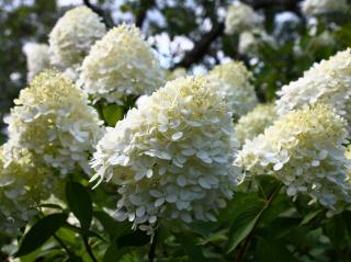Hydrangea-paniculata Hydrangea paniculata