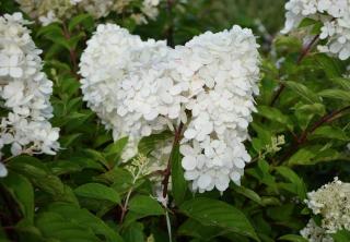 Hydrangea-paniculata-Kyushu Hydrangea paniculata Kyushu
