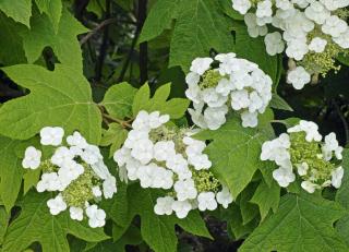 Hydrangea-quercifolia-Hortensia-feuilles-de-chene Hydrangea quercifolia - Hortensia feuilles de chene