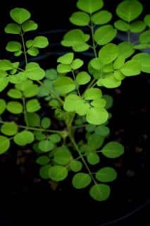 Moringa-en-pot-interieur Moringa en pot interieur