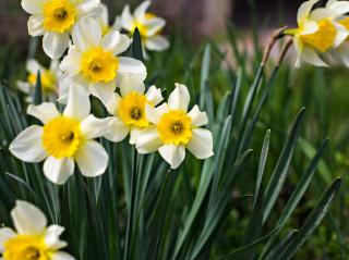 Narcisse-Narcissus-fleur Narcisse - Narcissus fleur