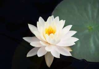 Nenuphar-nain-Helvola-Nymphaea-pygmaea Nénuphar nain Helvola - Nymphaea pygmaea