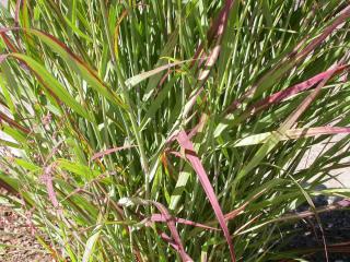 Panicum-virgatum-entretien Panicum virgatum entretien - panicum érige