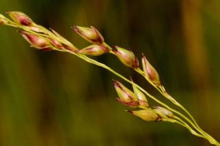 Panicum-virgatum-jardin Panicum-virgatum-jardin