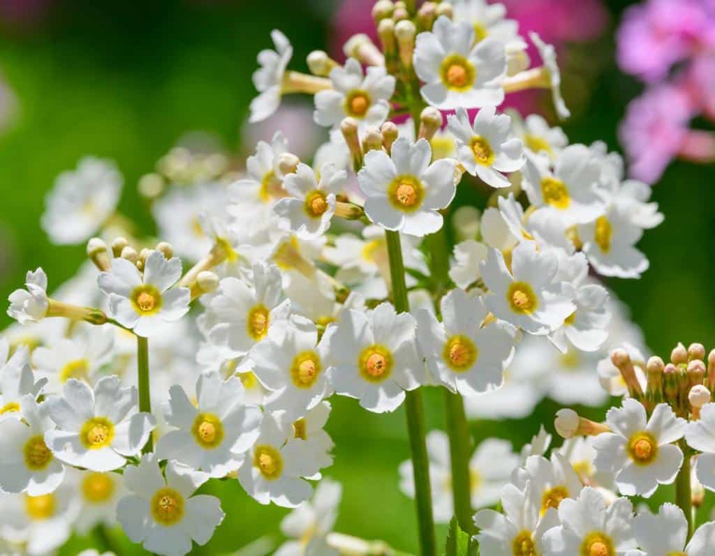 Primula-japonica-primevere-du-japon