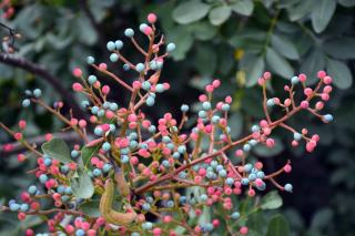 Troene-du-Japon-Ligustrum-japonicum-baie-fruit Troène du Japon - Ligustrum japonicum baie fruit