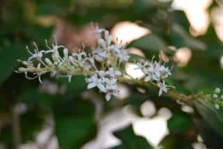Troene-du-Japon-Ligustrum-japonicum-entretien-taille Troène du Japon - Ligustrum japonicum entretien taille