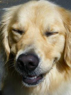 arthrose-chien arthrose chien
