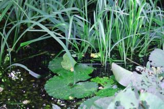 biotope-mare-plante-aquatique biotope mare plante aquatique