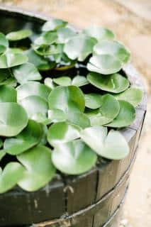 faire-mini-jardin-aquatique-bac-bassine faire mini jardin aquatique bac bassine