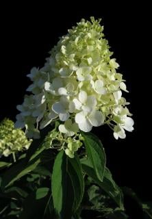 hortensia-panicule hortensia panicule
