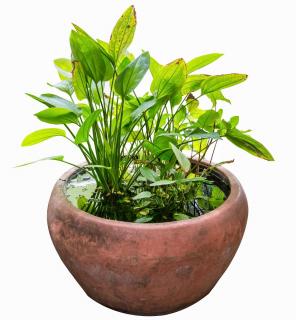 min-jardin-contenant-plante-aquatique-eau min jardin contenant plante aquatique eau