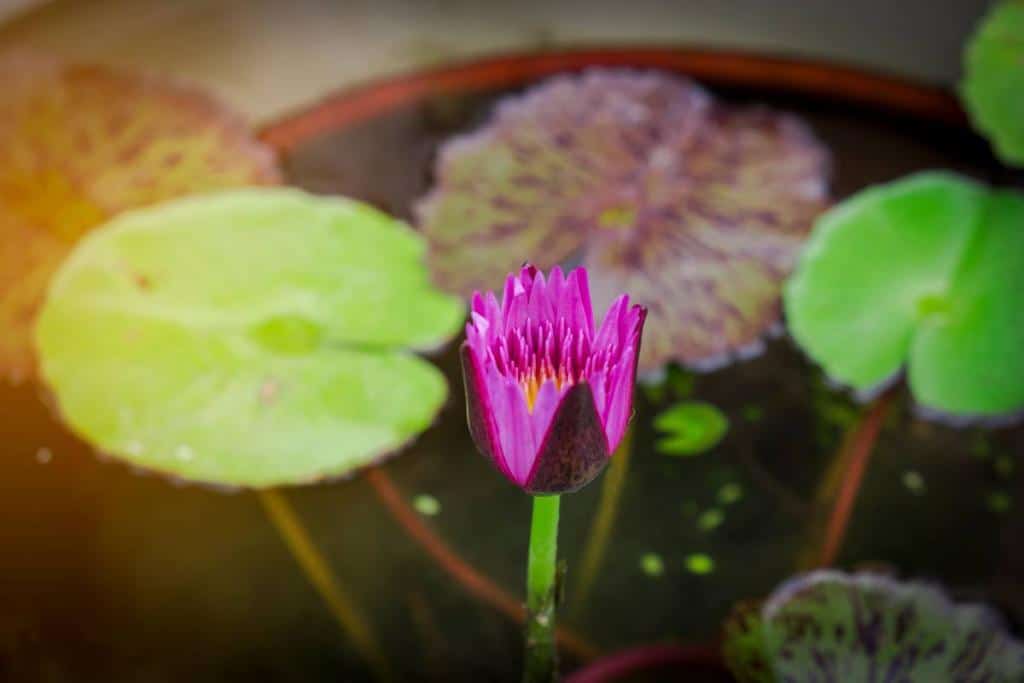 mini-jardin-aquatique
