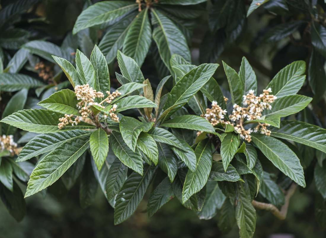 neflier-du-japon-feuillage Feuilles de néflier du Japon pour infusion