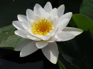 nenuphar-nain-Nymphaea-tetragona nenuphar nain - Nymphaea tetragona