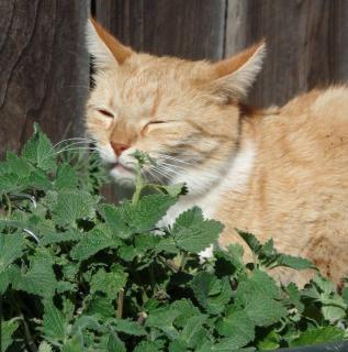 plantes-pour-chat plantes pour chat