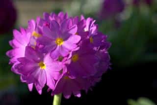 primevere-denticulee-primula-denticulata primevere denticulee - primula denticulata
