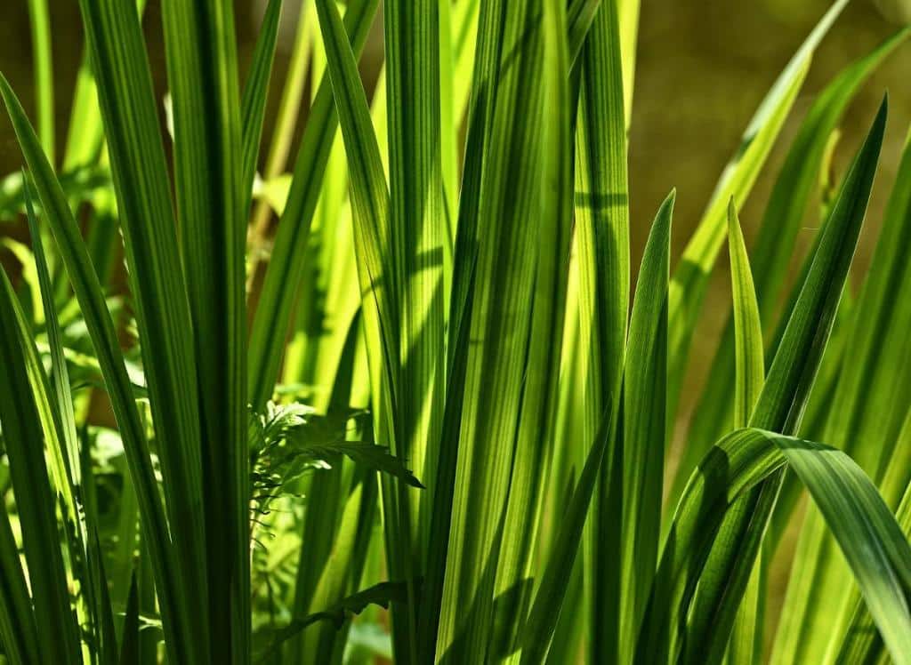 Acorus-calamus-Acore-odorant