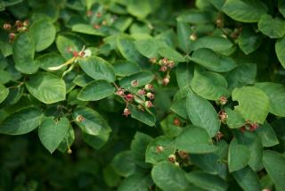 Amelanchier-canadensis-Amelanchier-du-Canada-fruit-recolte Amelanchier canadensis - Amélanchier du Canada - fruit recolte