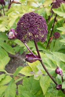 Angelica-gigas-–-Angelique-rouge-Entretien Angelica gigas – Angélique rouge - Entretien
