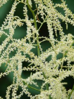 Barbe-de-Bouc-Aruncus-dioicus-Entretien Barbe de Bouc - Aruncus dioicus - Entretien