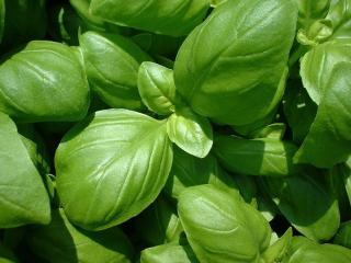 Basilic-Grand-Vert-culture-entretien Basilic Grand Vert culture entretien