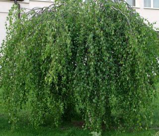 Betula-pendula-bouleau-pleureur Betula pendula - bouleau pleureur