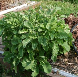 Brassica-oleracea-var-ramosa-chou-perpetuel-de-Daubenton Brassica oleracea var ramosa - chou perpétuel de Daubenton