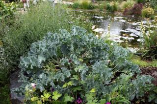 Chou-marin-Crambe-maritima Chou marin - Crambe maritima