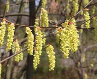 Corylopsis Corylopsis