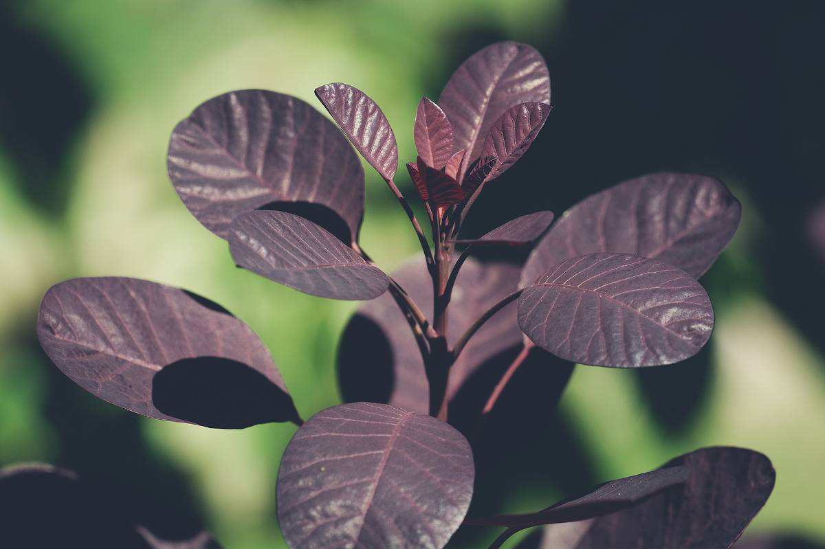 Cotinus : plantation en plein soleil et sol drainé