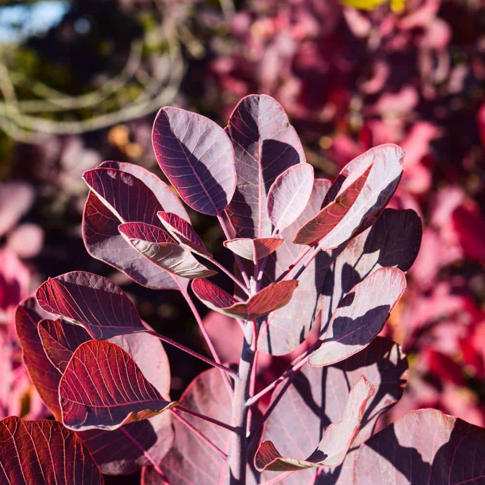 Cotinus : fosse large et drainage au fond