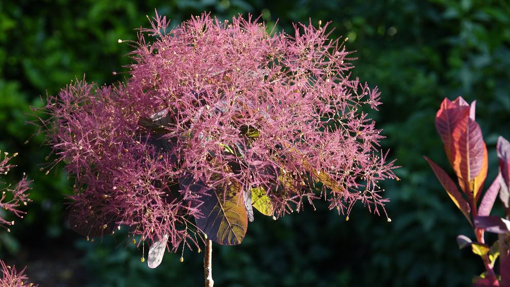 Cotinus coggygria en nuages de fleurs
