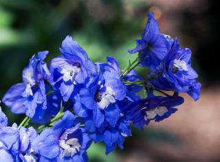 Delphinium-Pacific-plantation Delphinium Pacific plantation