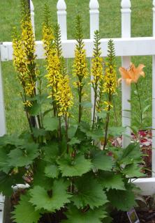 Entretien-Ligularia-hessei-ligulaire Entretien Ligularia hessei - ligulaire