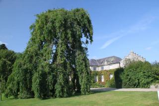 Fraxinus-excelsior-Pendula Fraxinus excelsior 'Pendula'