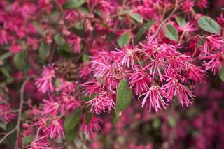 Loropetalum-chinense-rubra Loropetalum chinense rubra