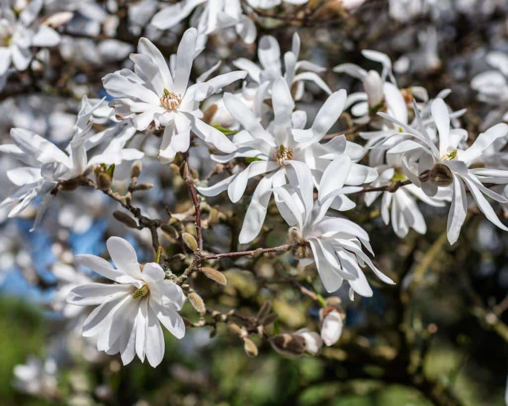 Magnolia-etoile
