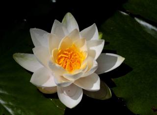 Nymphaea-alba-nenuphar-blanc Nymphaea alba - nenuphar blanc