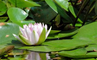 Nymphaea-alba-nenuphar-blanc-en-bassin Nymphaea alba - nenuphar blanc en bassin