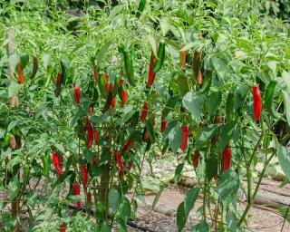 Piment-Serrano-culture-entretien Piment Serrano culture entretien