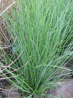 Plantation-Juncus-effusus-Jonc-epars-spirale Plantation Juncus effusus - Jonc epars spirale