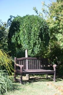 Sophora-japonica-pendula Sophora japonica pendula
